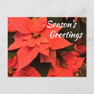 Poinsettia Weihnachtsgrüße Postkarte
