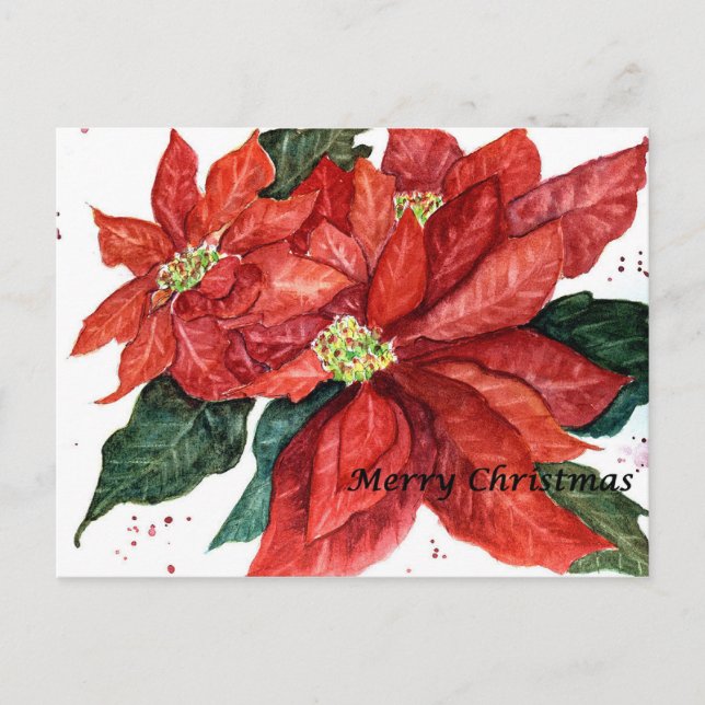 Poinsettia Weihnachtskarte Feiertagspostkarte (Vorderseite)