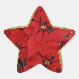 Poinsettias für Weihnachtssternförmige Weihnacht Stern-Aufkleber