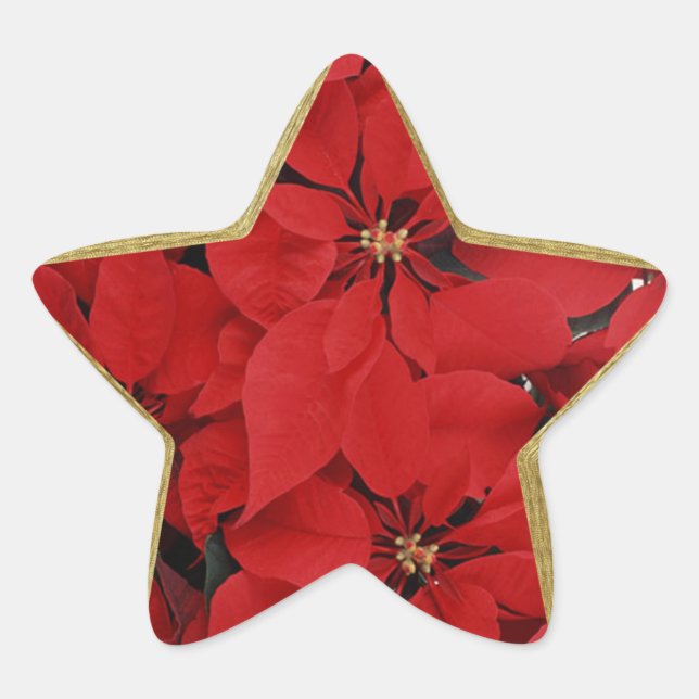 Poinsettias für Weihnachtssternförmige Weihnachtss Stern-Aufkleber (Vorderseite)