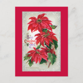 Poinsettias Postcard Postkarte