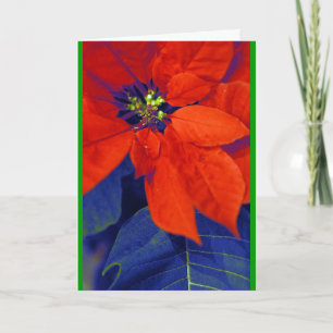 Poinsettias und Blau-Blätter Feiertagskarte