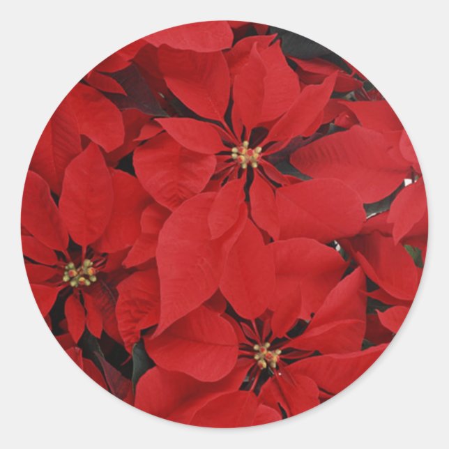 Poinsettias zu Weihnachten Runder Aufkleber (Vorderseite)