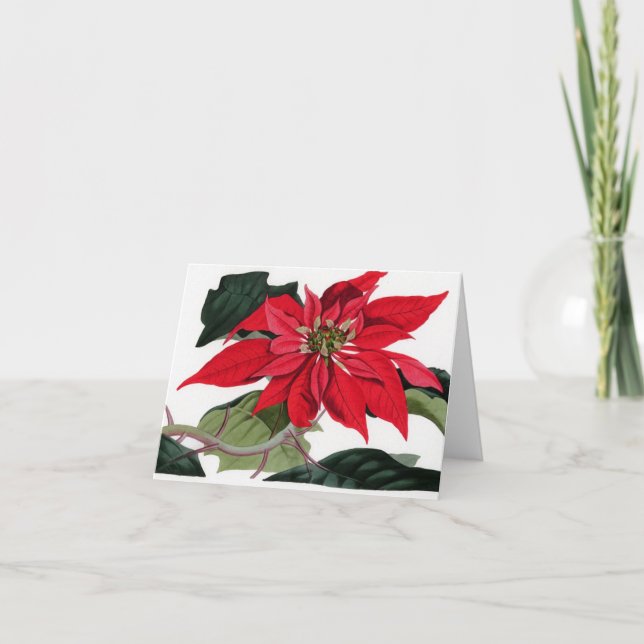 Poinsettiie Feiertagskarte (Vorderseite)