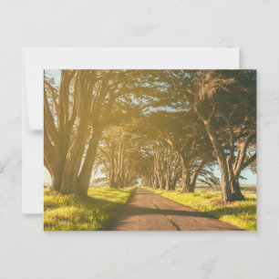 Point Reyes National Seashore Cypress Tunnel Postkarte
