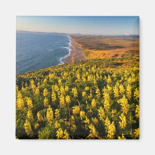 Point Reyes National Seashore Kalifornien Magnet