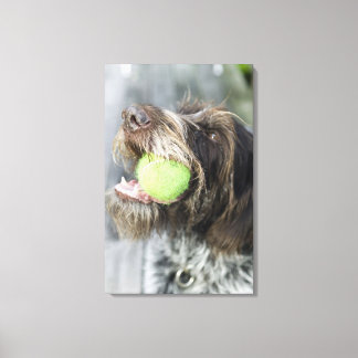 Pointer Hund beißt Tennisball, nah-up Leinwanddruck