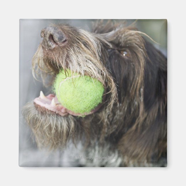 Pointer Hund beißt Tennisball, nah-up Magnet (Vorne)