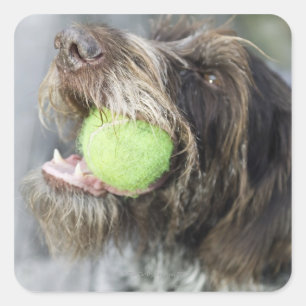 Pointer Hund beißt Tennisball, nah-up Quadratischer Aufkleber