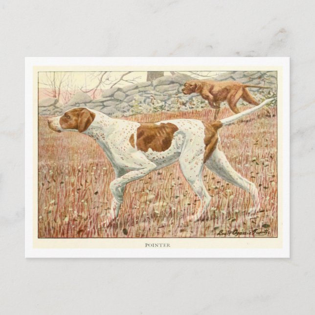 Pointer-Hunde-Postkarte Postkarte (Vorderseite)