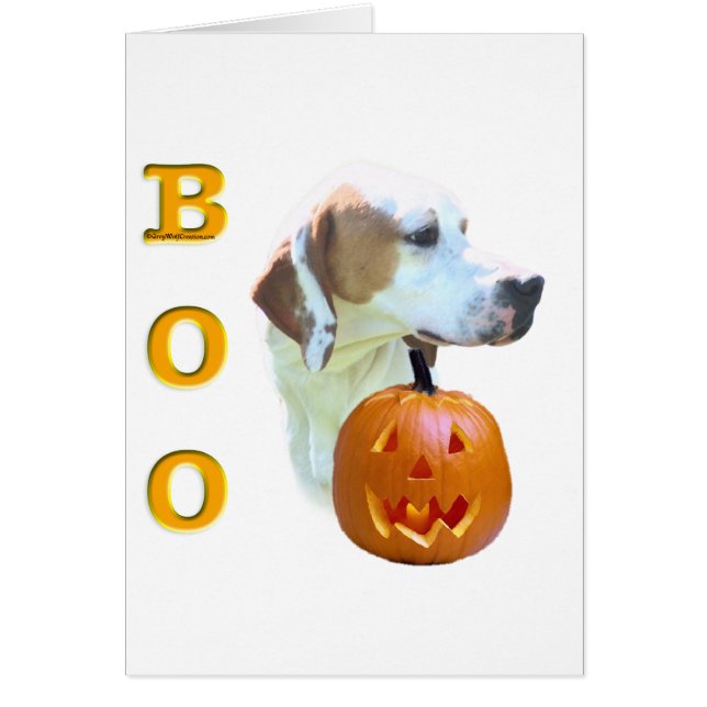 Pointer (Lemon Coated) Boo (Vorne)