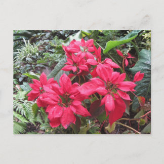 Pointsettias Postkarte