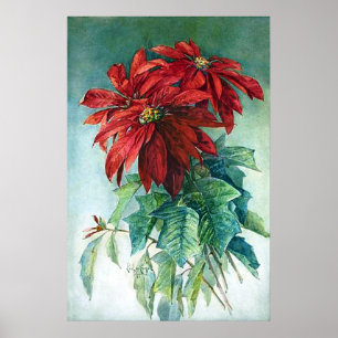 Pointsettias Watercolor Kunstdruckerei Poster