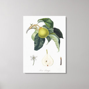 Poire d'ange, graviert durch Bocourt, Leinwanddruck