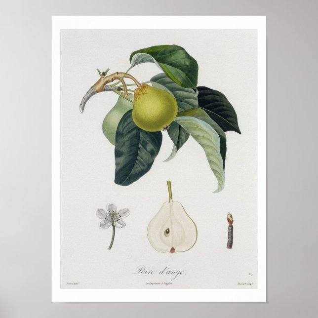 Poire d'ange, graviert von Bocourt, veröffentlicht Poster (Vorne)