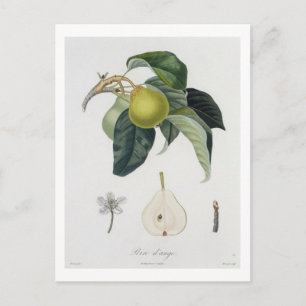 Poire d'ange, graviert von Bocourt, veröffentlicht Postkarte