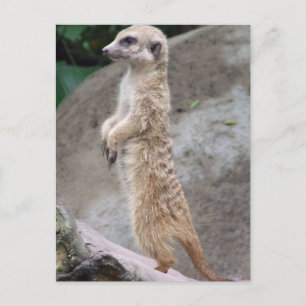 Poised Meerkat Postcard Postkarte