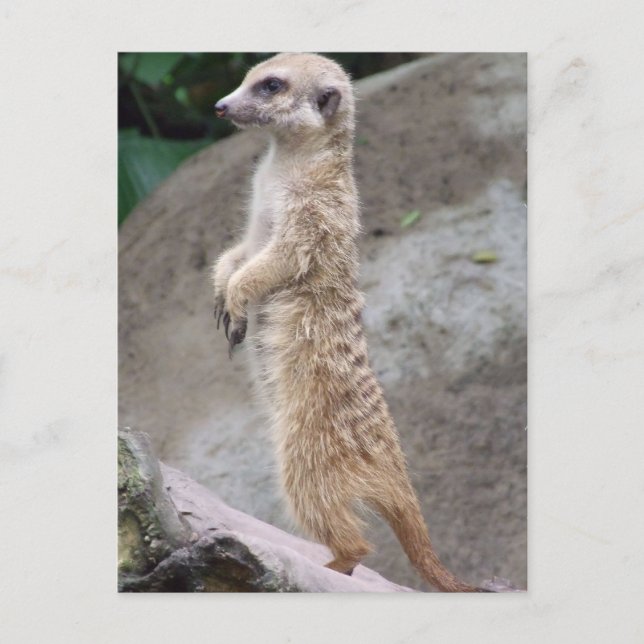 Poised Meerkat Postcard Postkarte (Vorderseite)