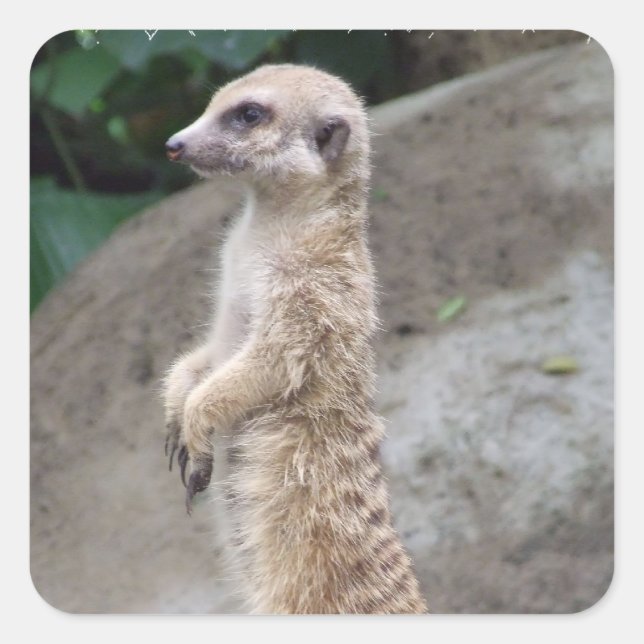 Poised Meerkat Stickers (Vorderseite)