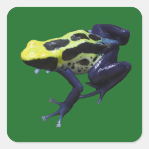Poison Dart Frog Quadratischer Aufkleber