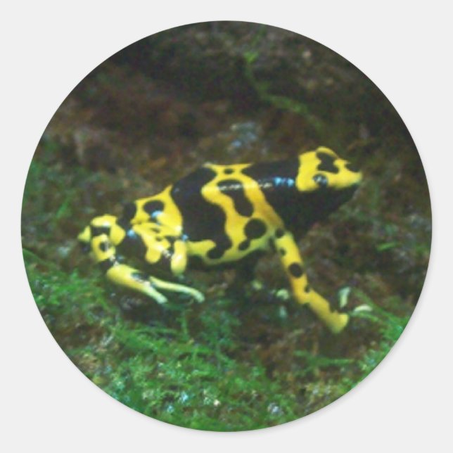 Poison Dart Frog Runder Aufkleber (Vorderseite)