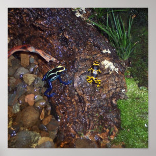Poison dart frogs poster