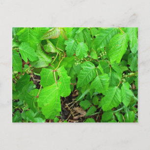 Poison ivy postkarte