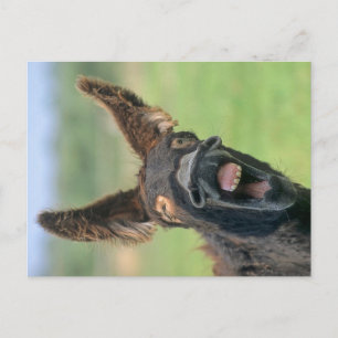 Poitou-Riesen-Esel, Poitou-Esel Postkarte