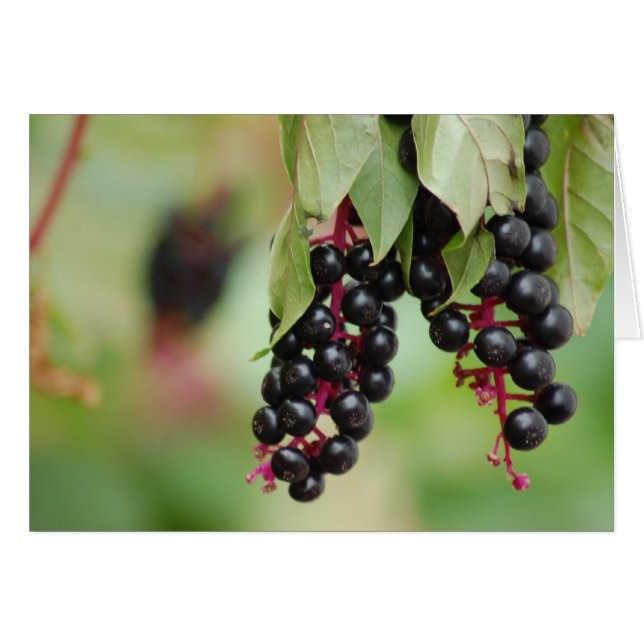 Pokeweed Berries (Vorderseite (Horizontal))