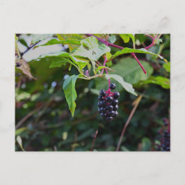 Pokeweed Berries Postcard Postkarte