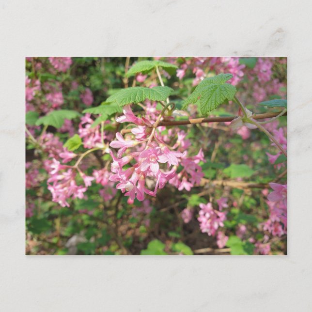 Pokey's Pink im Park Postcard Postkarte (Vorderseite)