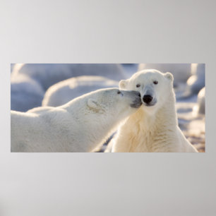 Polar-Bär-Kuss Poster