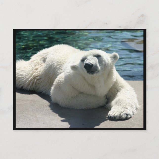 Polar-Bär-Postkarte Postkarte (Vorderseite)