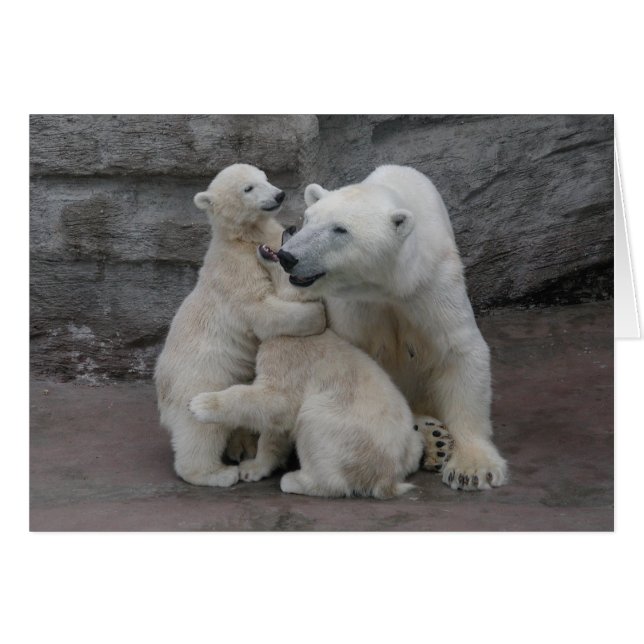 Polar Bären Cubs und Mutter (Vorderseite (Horizontal))
