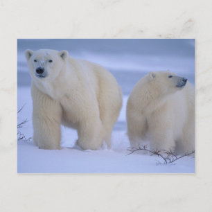 Polar Bären Mutter mit Cube im Schnee Feiertagspostkarte