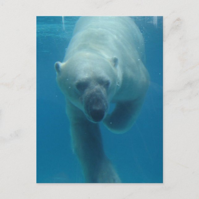 Polar Bären schwimmen Postkarte (Vorderseite)