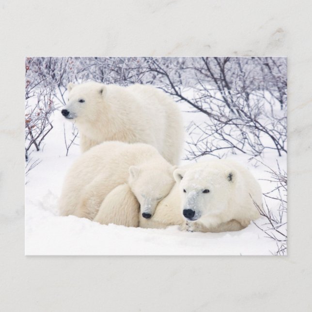 Polar Bären weiblich und zwei Bären 3 Postkarte (Vorderseite)