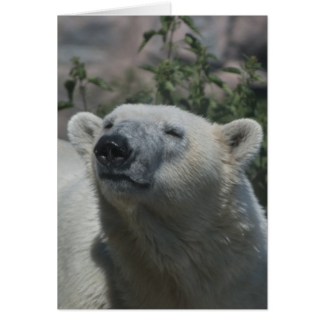 Polar Bear (Vorne)