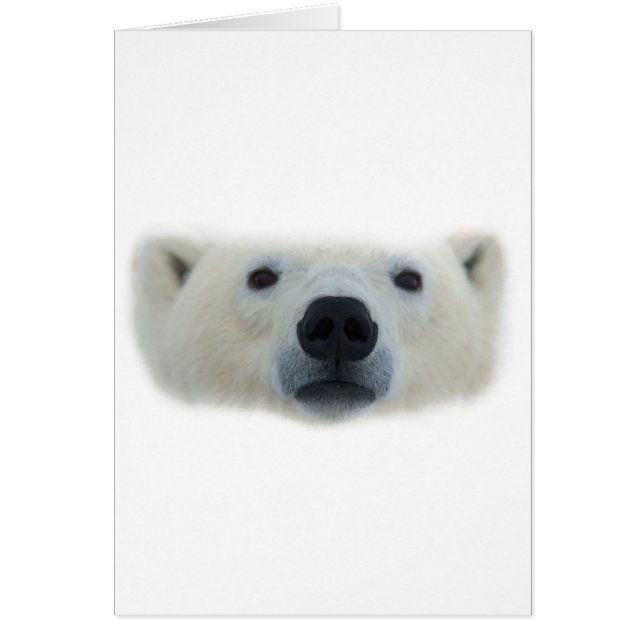 Polar Bear (Vorne)