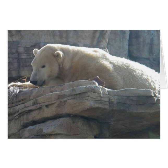 Polar Bear (Vorderseite (Horizontal))