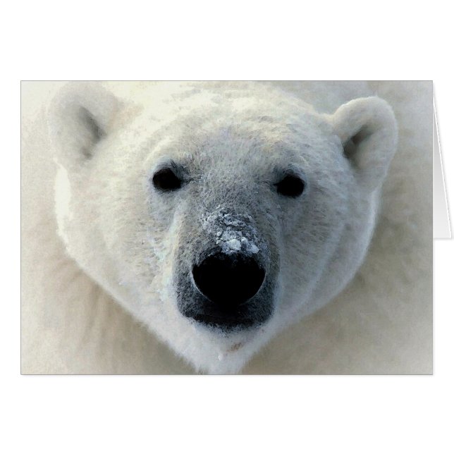 Polar Bear (Vorderseite (Horizontal))