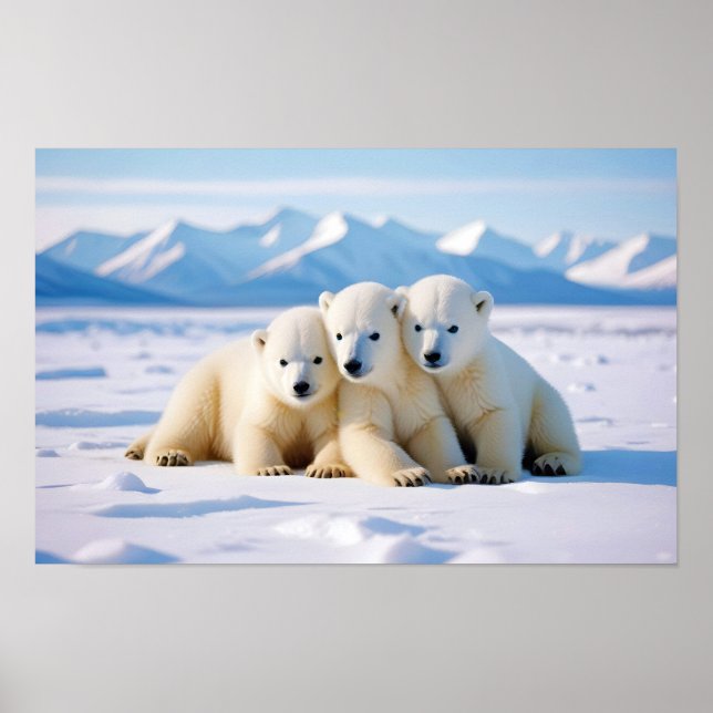 Polar Bear Animal Nature Wildlife Zuneigung Gekümm Poster (Vorne)