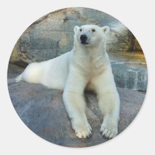 Polar Bear Aufkleber