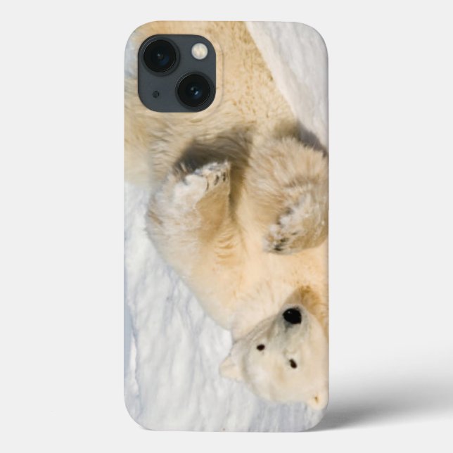 Polar Bear bei Hudson Bay Case-Mate iPhone Hülle (Rückseite)