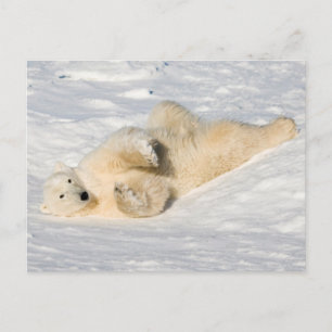 Polar Bear bei Hudson Bay Postkarte