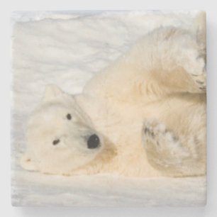 Polar Bear bei Hudson Bay Steinuntersetzer
