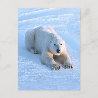 Polar Bear Blue Postkarte