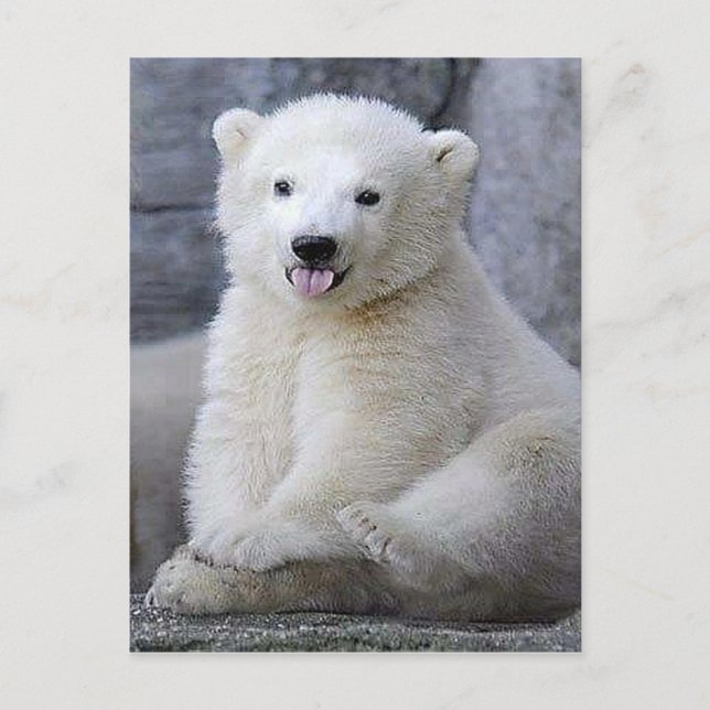 Polar Bear Cub Postkarte (Vorderseite)