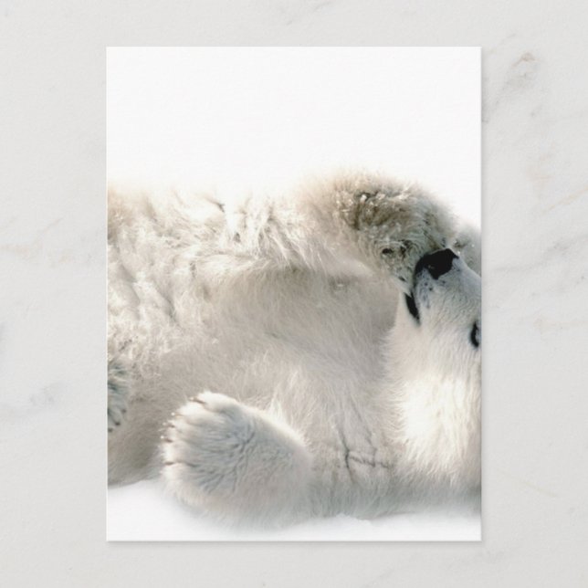Polar Bear Cube Süße Tier Arktis gefroren Winter Postkarte (Vorderseite)