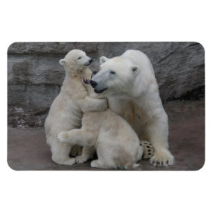 Polar Bear Cubs Magnet